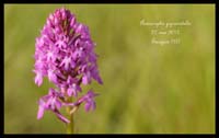 Anacamptis-pyramidalis2