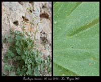 Aquilegia-viscosa