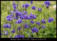 Aquilegia-vulgaris