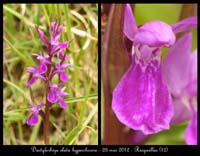 Dactylorhiza-elata-hyperchrome