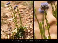 Globularia-bisnagarica
