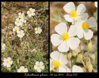Helianthemum-pilosum