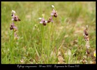 Ophrys-aveyronensis5