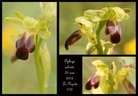 Ophrys-sulcata2