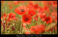 Papaver-rhoeas