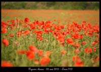 Papaver-rhoeas2