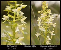 Platanthera-bifolia