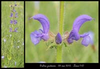 Salvia-pratensis