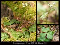 Sanicula-europaea