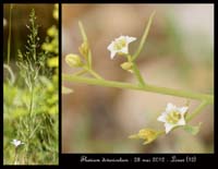 Thesium-divaricatum