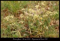 Trinia-glauca2
