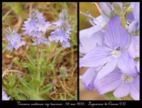 Veronica-austriaca-ssp-teucrium