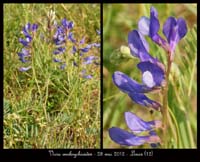 Vicia-onobrychioides