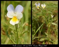Viola-arvensis