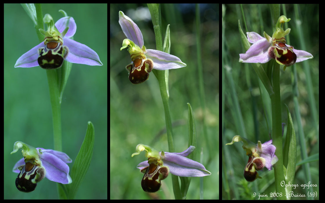Ophrys apifera4