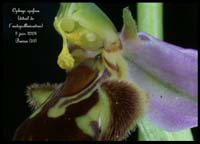 Ophrys apifera2