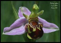 Ophrys apifera3