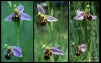 Ophrys apifera4