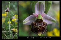 Ophrys fuci-flora2
