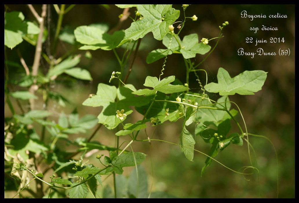 Bryonia-cretica-ssp-dioica14