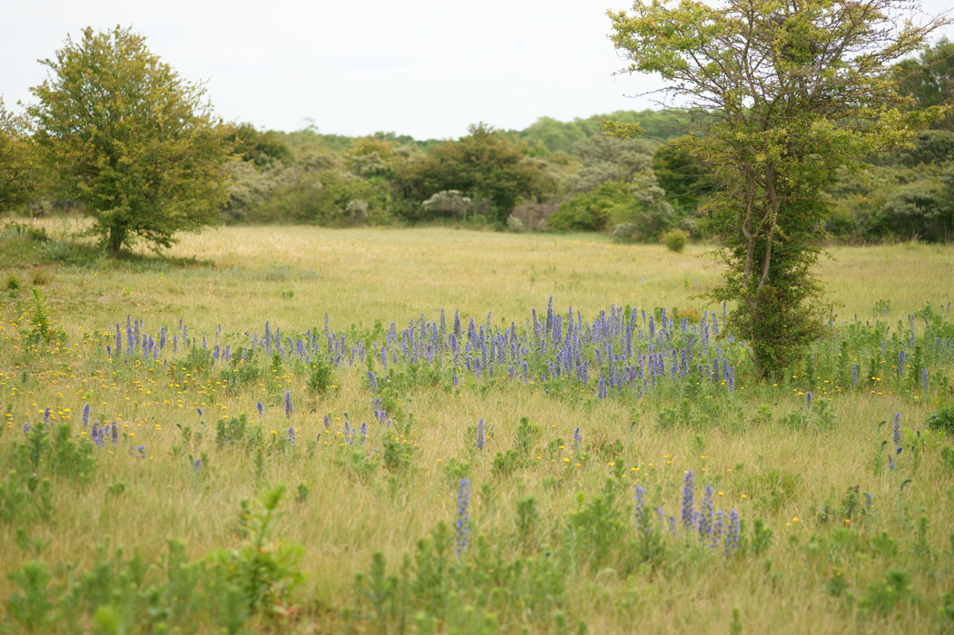 Echium vulgare Bray-Dunes 120611 (118)