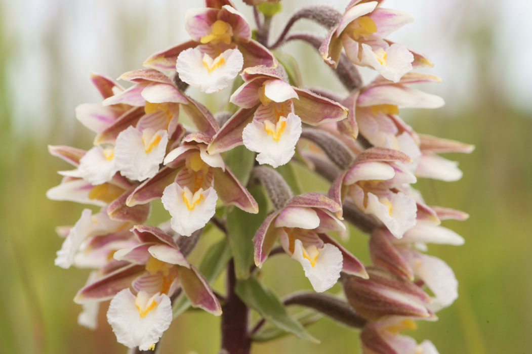 Epipactis palustris Bray-Dunes 120611 (106)