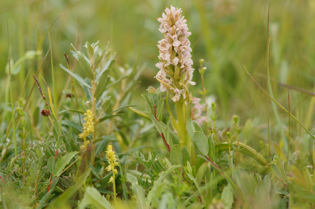 Herminium monorchis & Dactylorhiza incarnata Bray-Dunes 120611 (57)