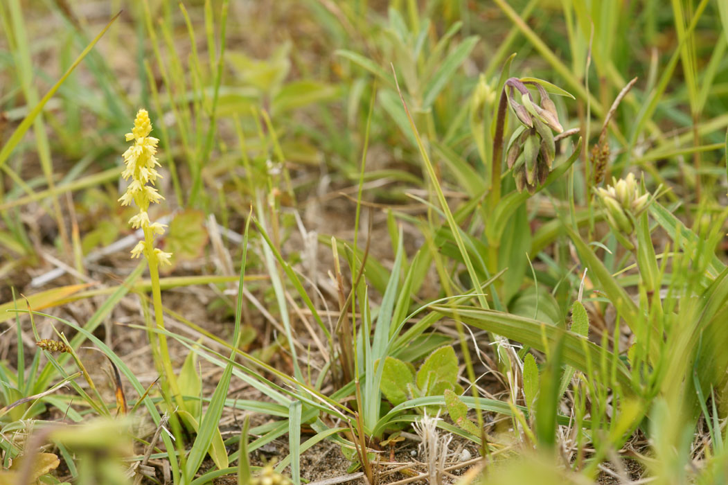 Herminium monorchis & Epipactis palustris Bray-Dunes 120611 (108)