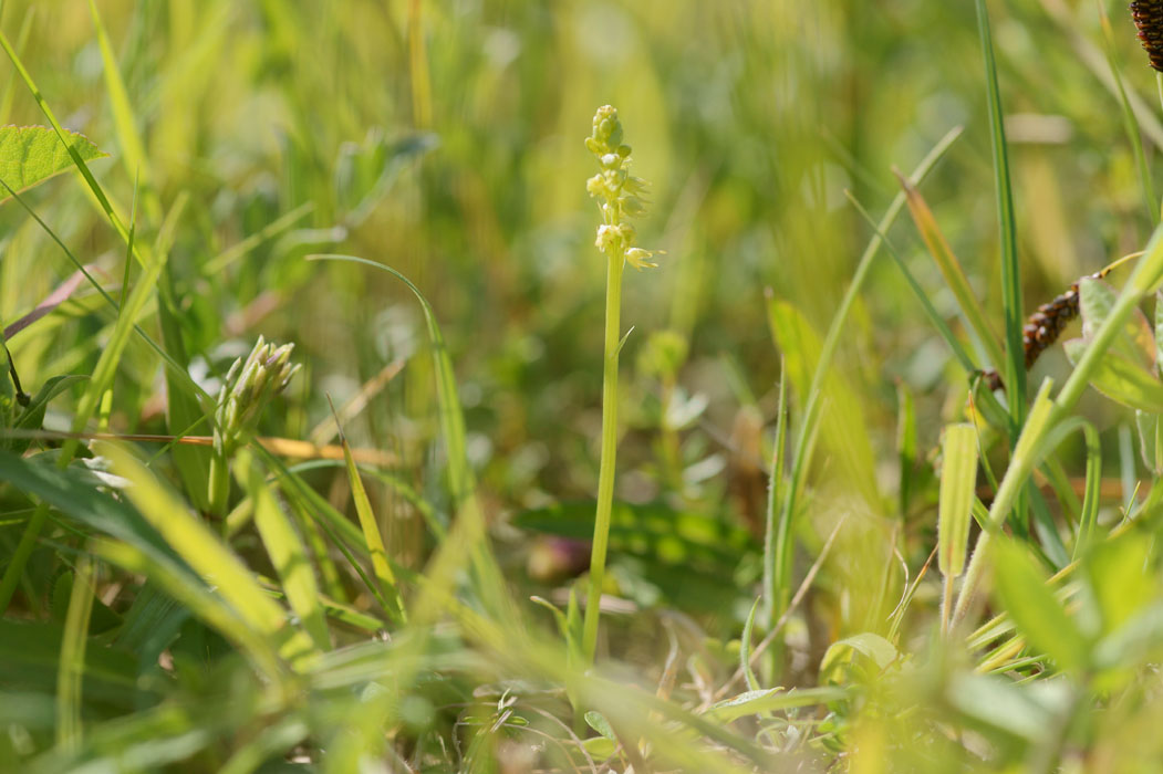 Herminium monorchis Bray-Dunes 120611 (10)