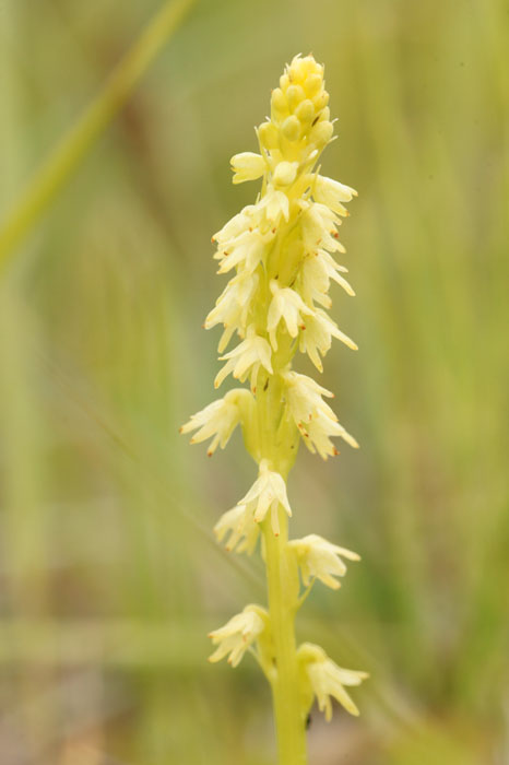 Herminium monorchis Bray-Dunes 120611 (110)