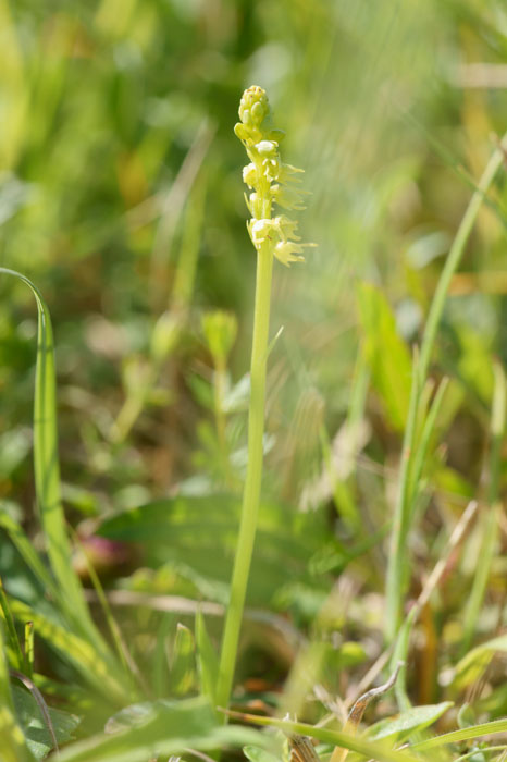 Herminium monorchis Bray-Dunes 120611 (12)