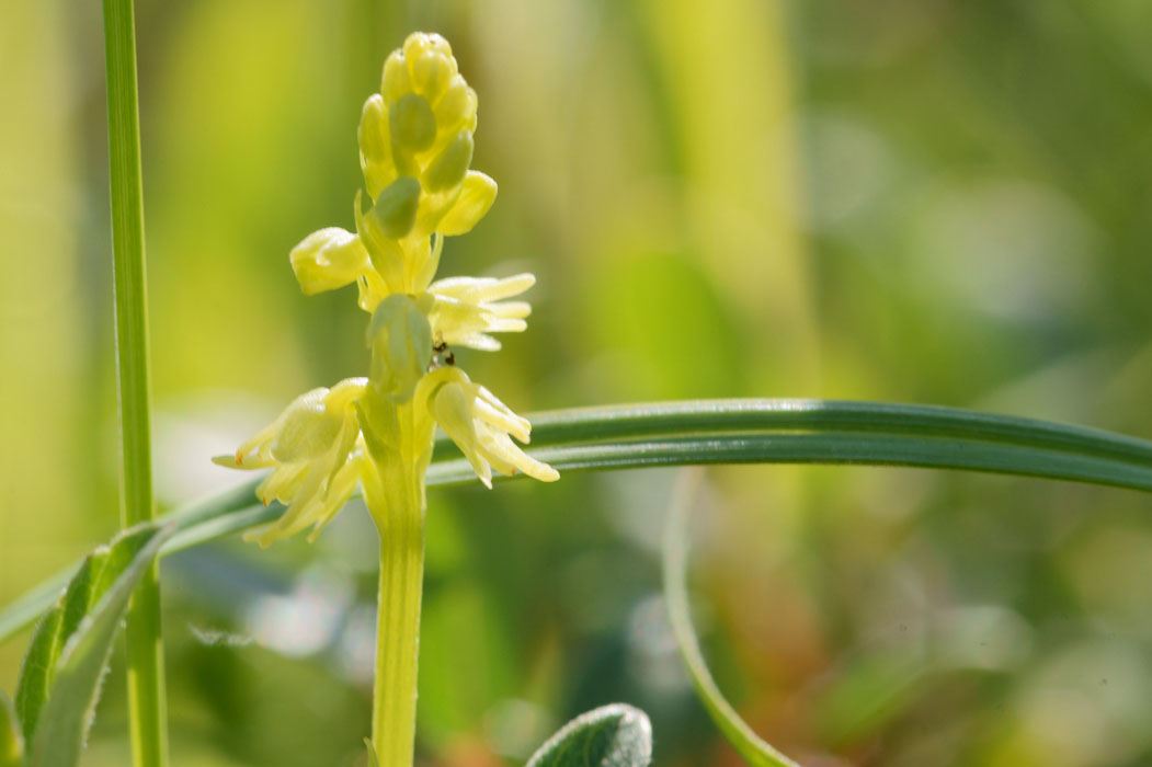 Herminium monorchis Bray-Dunes 120611 (16)
