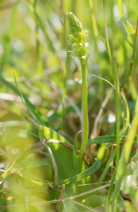 Herminium monorchis Bray-Dunes 120611 (17)