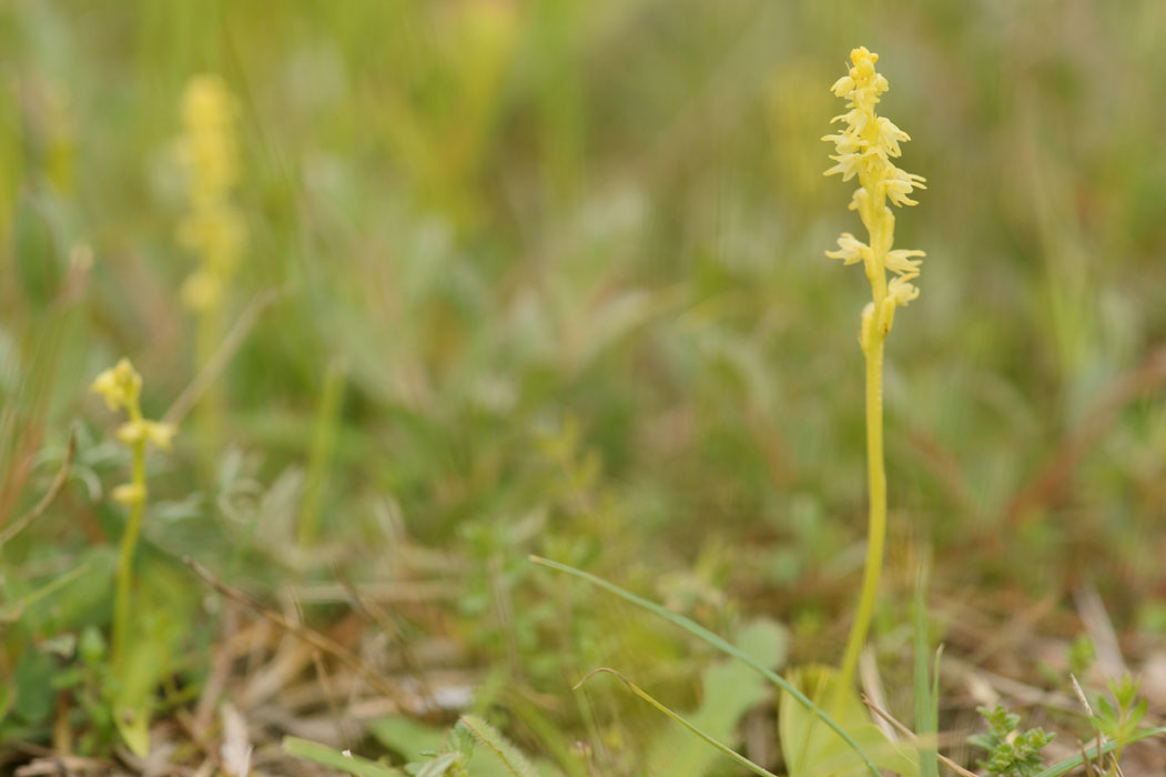 Herminium monorchis Bray-Dunes 120611 (48)
