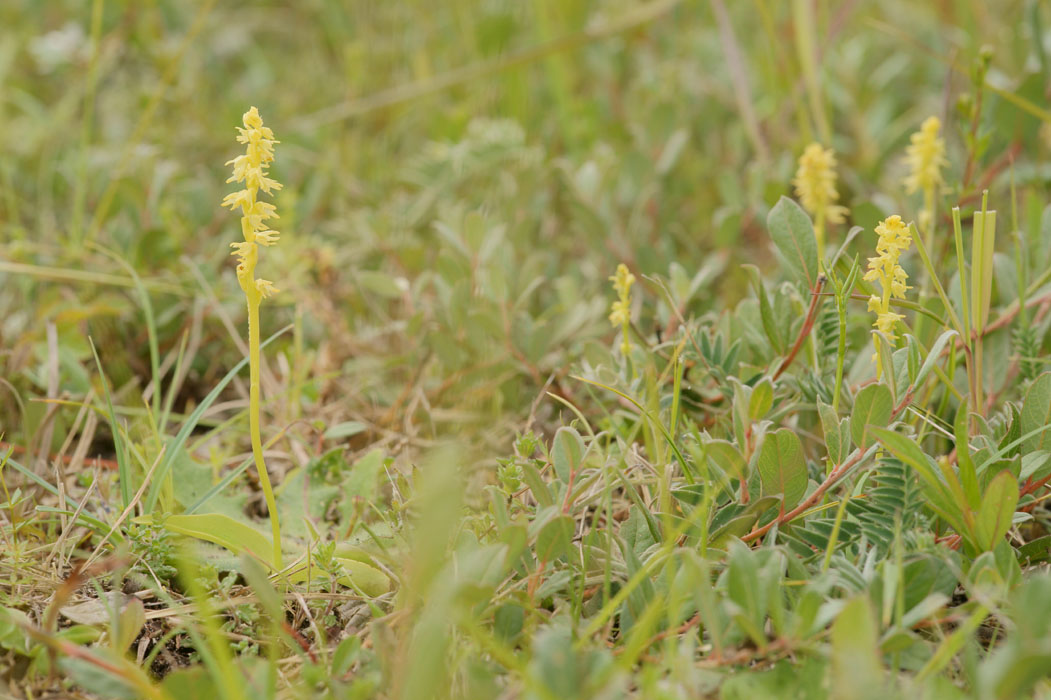 Herminium monorchis Bray-Dunes 120611 (50)