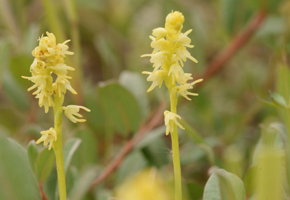 Herminium monorchis Bray-Dunes 120611 (52)