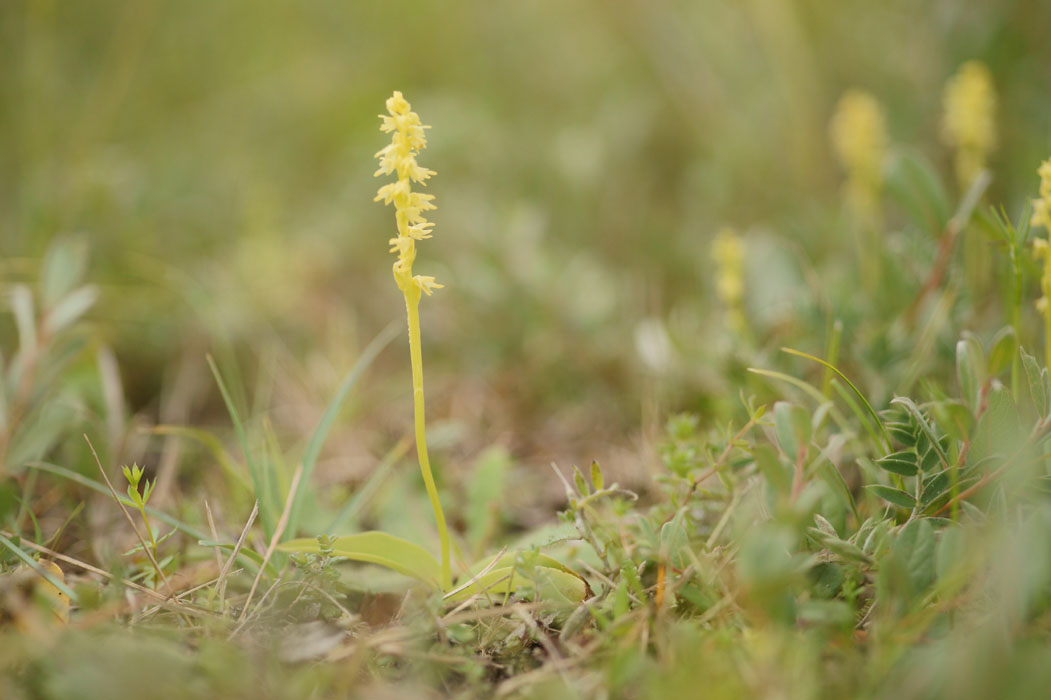 Herminium monorchis Bray-Dunes 120611 (53)
