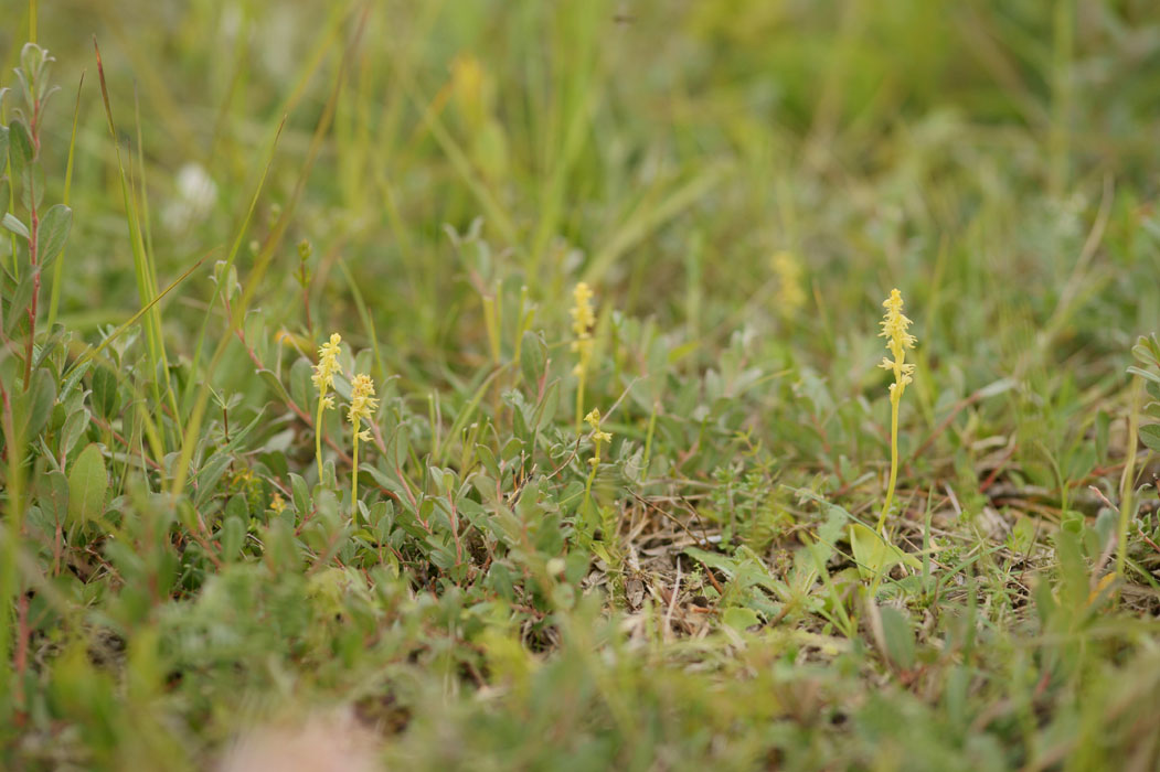 Herminium monorchis Bray-Dunes 120611 (56)
