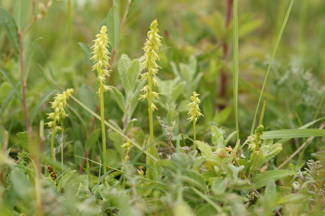 Herminium monorchis Bray-Dunes 120611 (58)