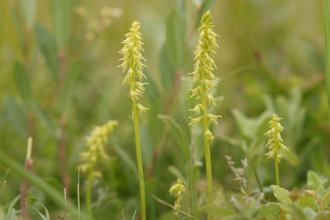 Herminium monorchis Bray-Dunes 120611 (59)
