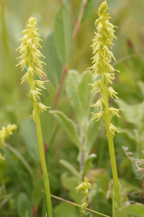 Herminium monorchis Bray-Dunes 120611 (62)
