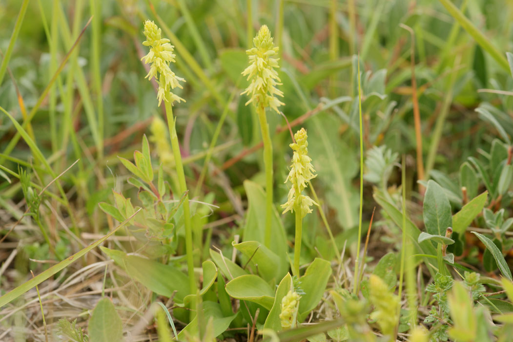 Herminium monorchis Bray-Dunes 120611 (66)