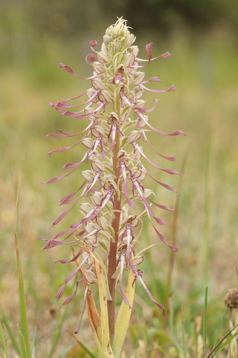 Himantoglossum hircinum Bray-Dunes 120611 (145)