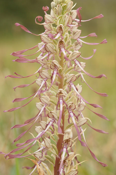 Himantoglossum hircinum Bray-Dunes 120611 (146)