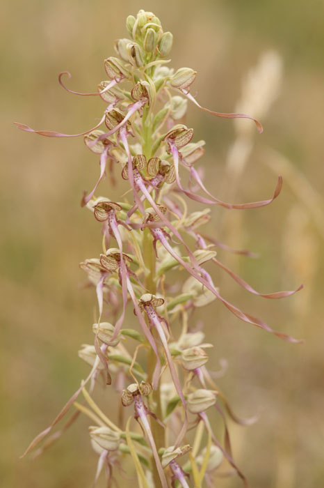 Himantoglossum hircinum Bray-Dunes 120611 (149)