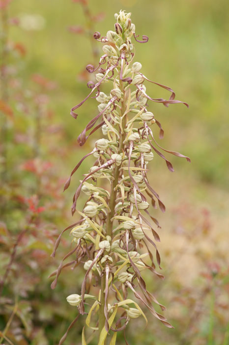 Himantoglossum hircinum Bray-Dunes 120611 (150)