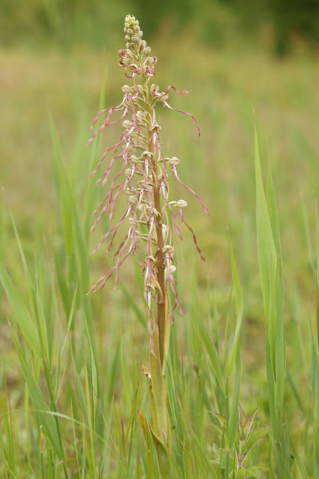 Himantoglossum hircinum Bray-Dunes 120611 (151)