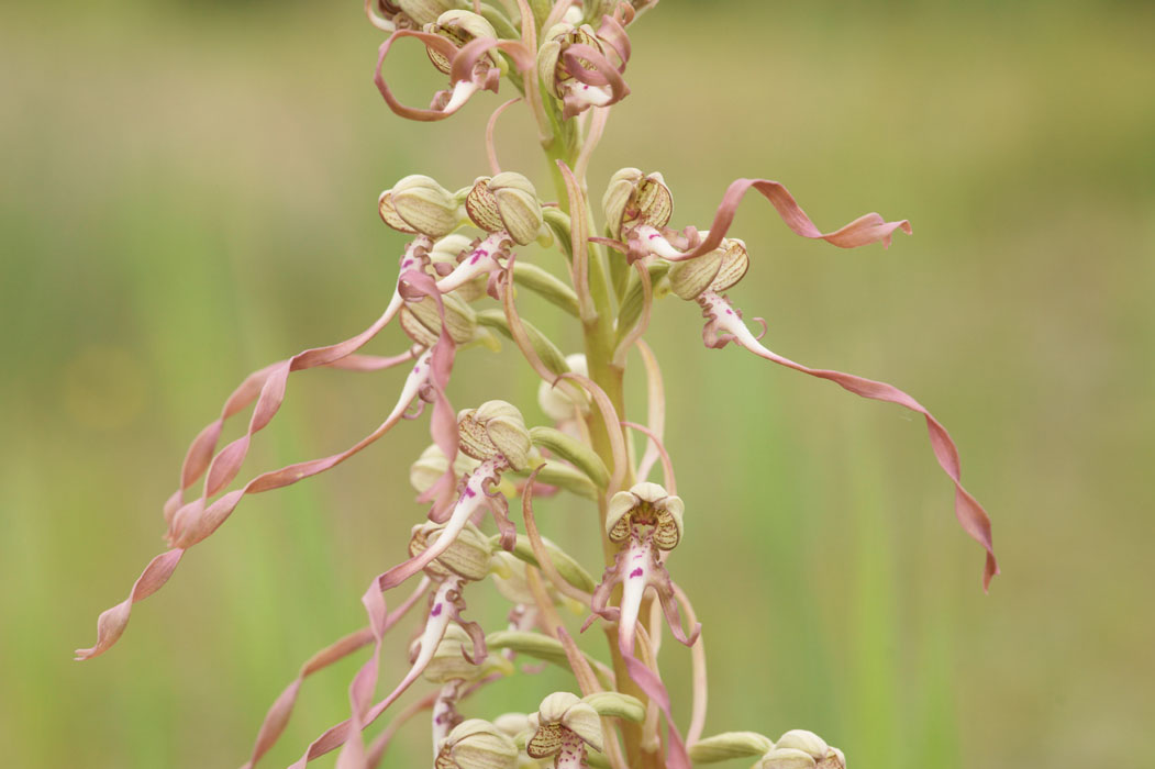 Himantoglossum hircinum Bray-Dunes 120611 (152)