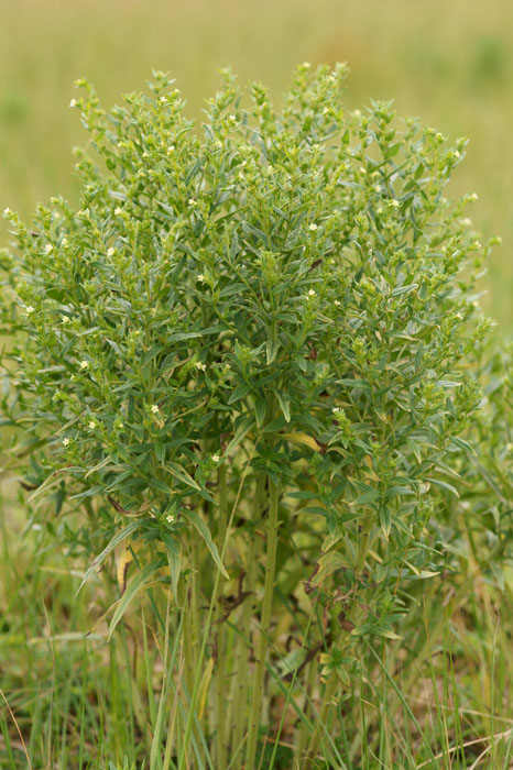 Lithospermum officinale Bray-Dunes 120611 (122)