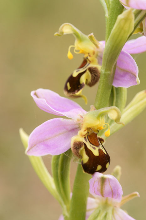 Ophrys apifera Bray-Dunes 120611 (144)